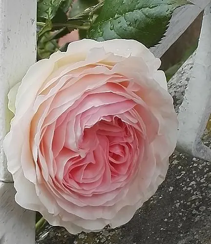 Hestia Contrexeville